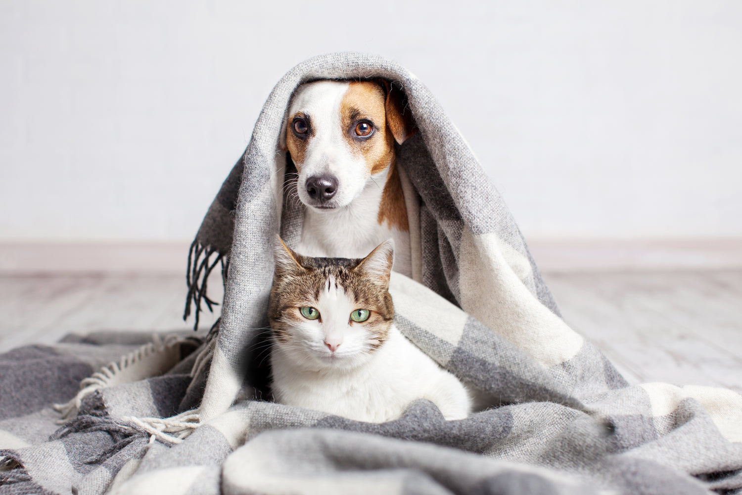 Pet Supplies