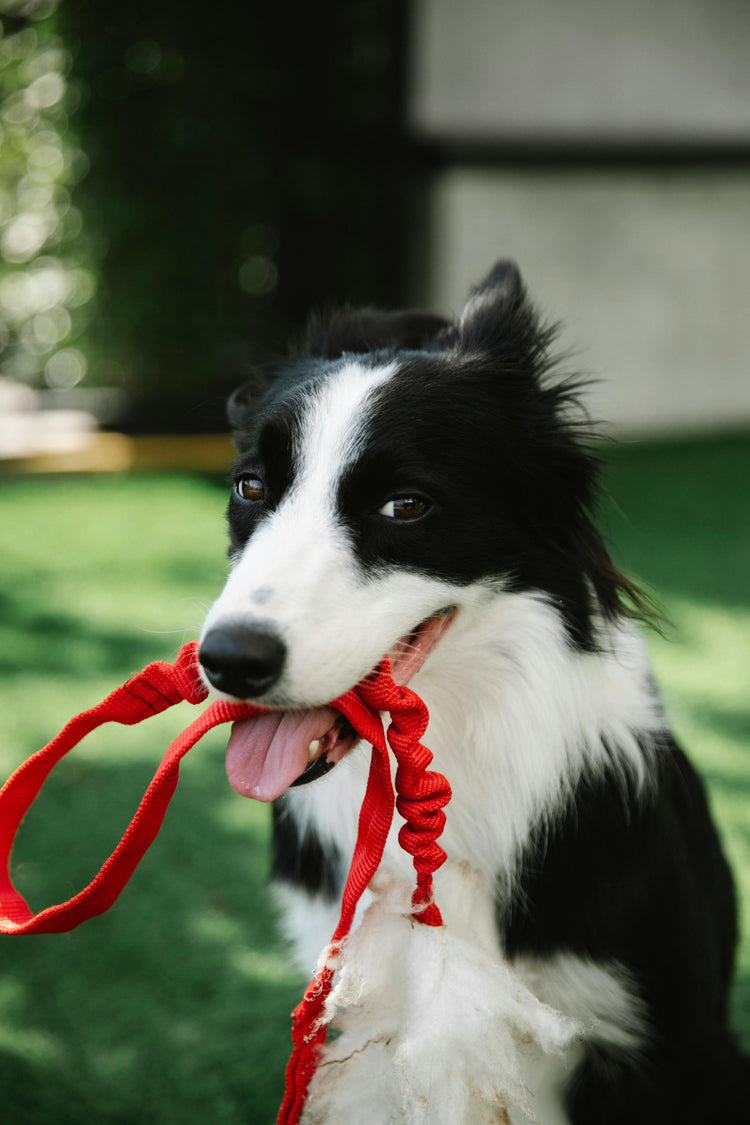Harnesses & Leashes