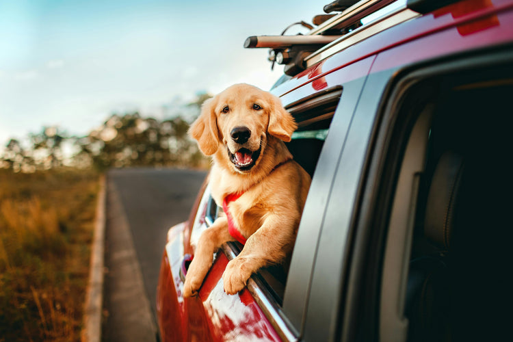 Travel & Car