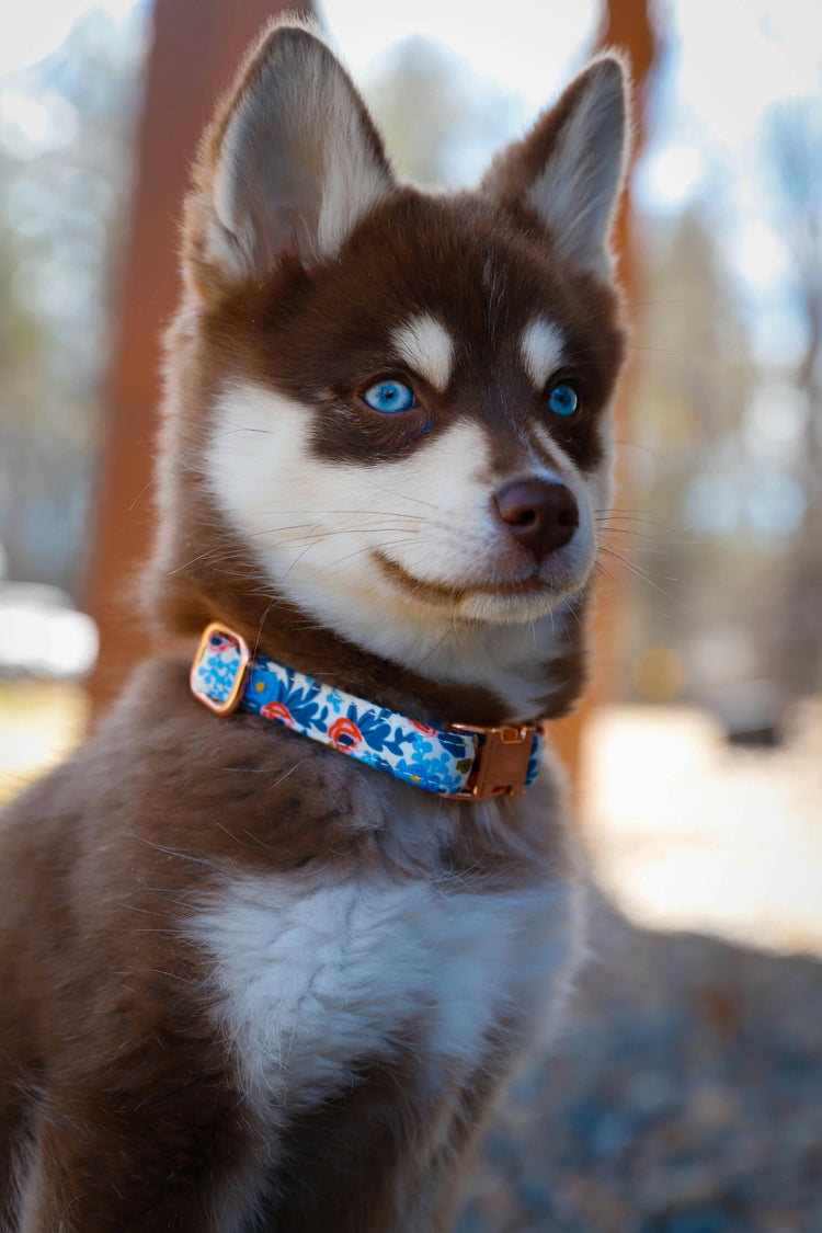Collars & Accessories