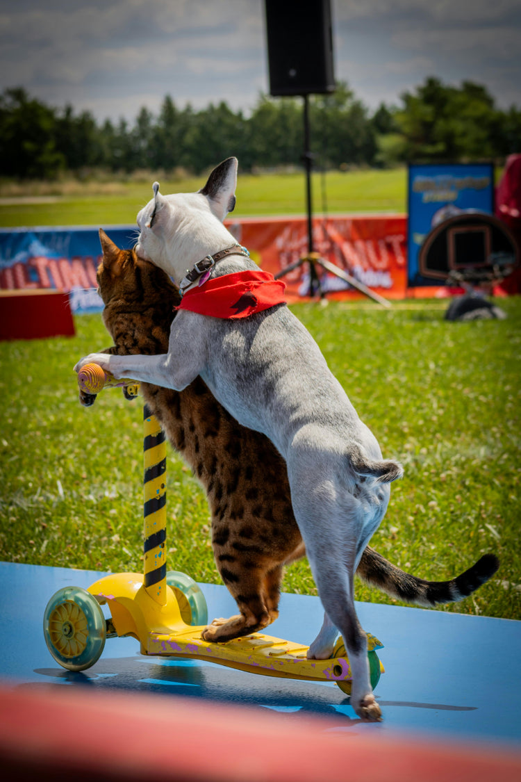 Toys & Play
