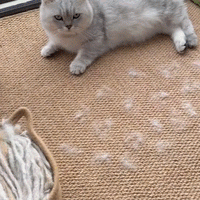 PawPerfect-Fur Remover Glove