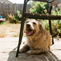 Dog squeezed into shade under a chair on a hot day, desperate to cool down