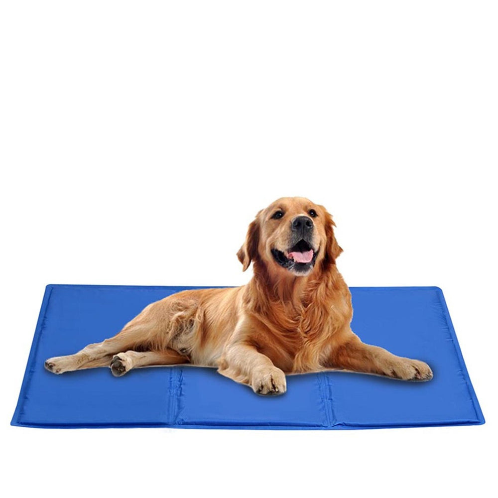 <p>What Makes CoolPaw Special</p>